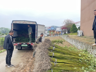 春意盎然苗木旺 奉新縣苗木市場迎來銷售熱潮